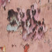 SUGARED-ALMOND ROSE